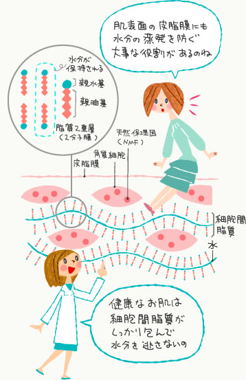 保湿のしくみ図解