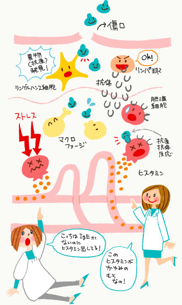 免疫機能の図解
