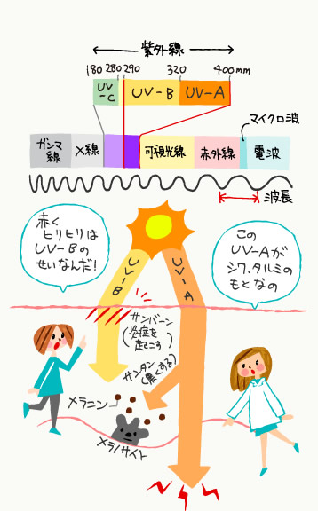 紫外線とUV-A、UV-Bの図解