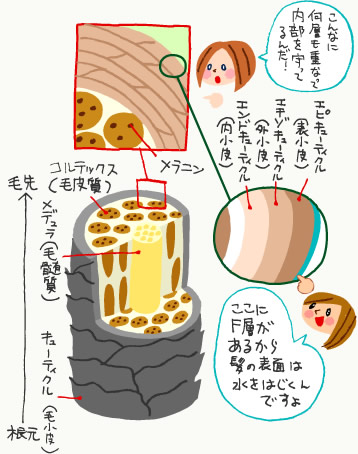 毛髪とキューティクルの構造図