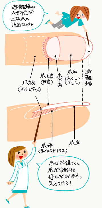 爪の構造・図解