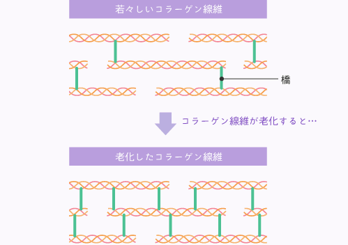 コラーゲン線維同士をつなぐ「橋」の図