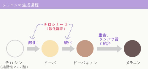 メラニンの生成過程の図